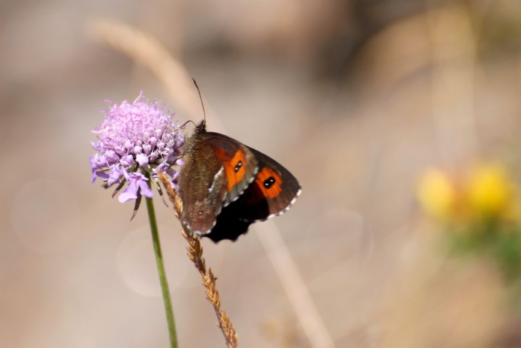 Erebia ligea